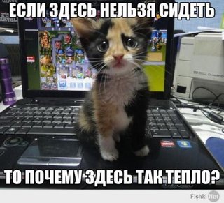 ии.jpg